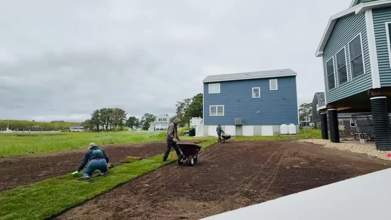 Crew laying strips of sod beside a newly prepared lawn area