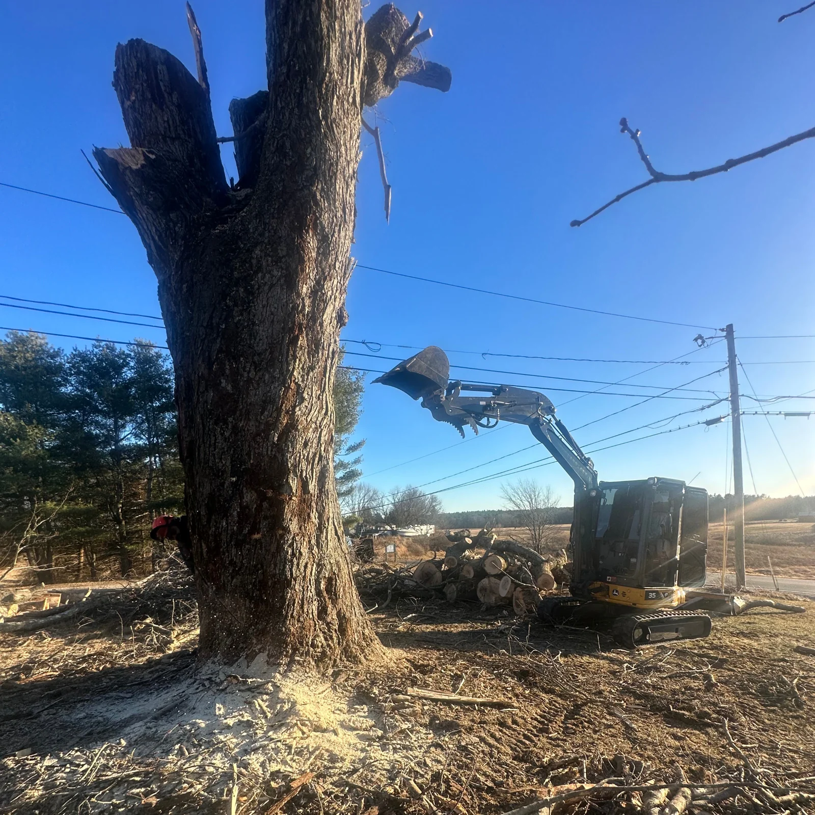 Large tree trunk with an excavator working nearby